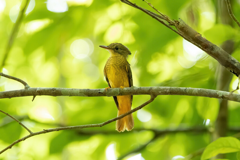 Western Amazonian Royal Flycatcher