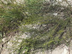 Artemisia salsoloides