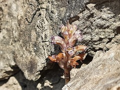 Orobanche cernua