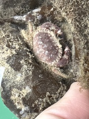 Glebocarcinus oregonensis