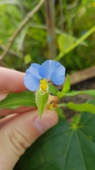 Commelina erecta