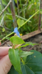 Commelina erecta