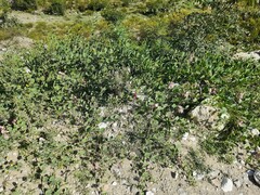 Capparis spinosa herbacea