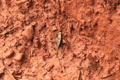 Eneoptera guyanensis