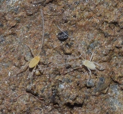 Linopodes motatorius