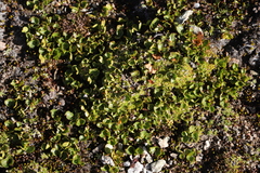 Salix herbacea