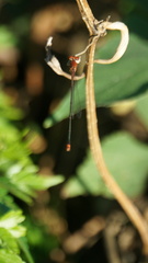 Pseudagrion pilidorsum