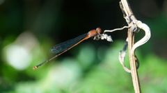 Pseudagrion pilidorsum