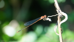 Pseudagrion pilidorsum
