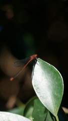 Pseudagrion pilidorsum