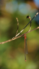 Pseudagrion pilidorsum