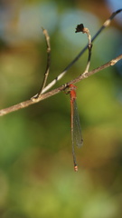 Pseudagrion pilidorsum
