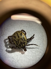 Amblyomma tuberculatum