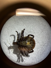 Amblyomma tuberculatum