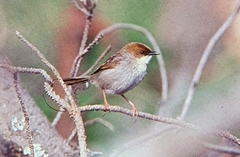 Cisticola