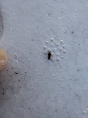 Ectopsocidae