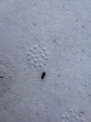Ectopsocidae