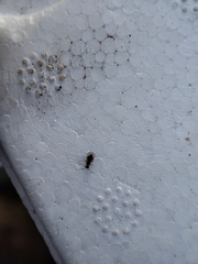 Ectopsocidae