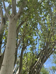 Populus