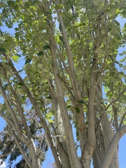 Populus