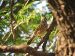 Coryphistera alaudina