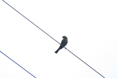 Molothrus bonariensis