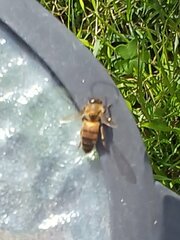 Apis mellifera