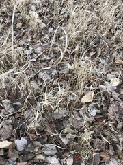 Microstegium vimineum