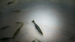 Caridina
