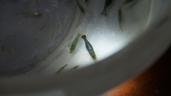 Caridina