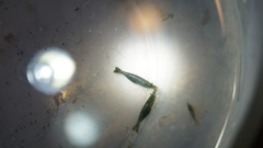 Caridina