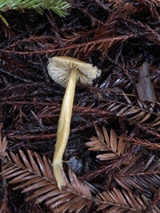 Gliophorus psittacinus