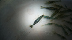 Caridina