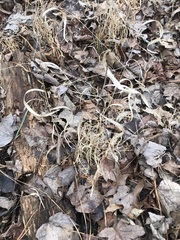 Microstegium vimineum