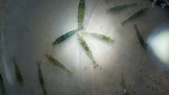 Caridina