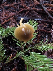 Gliophorus psittacinus