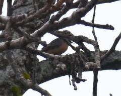 Sitta europaea caucasica