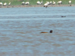 Heteronetta atricapilla