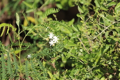 Jasminum
