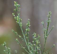 Cytisus