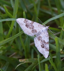 Xanthorhoe montanata