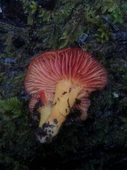 Hygrocybe laetissima