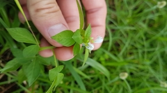 Cleome rutidosperma