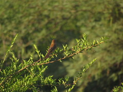 Cyanoloxia brissonii