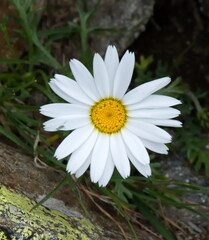 Leucanthemopsis