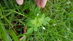 Cleome rutidosperma
