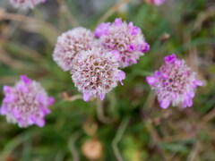 Armeria
