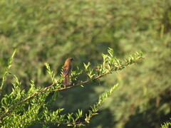 Cyanoloxia brissonii