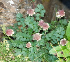 Geum reptans