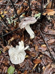 Tricholoma griseoviolaceum